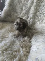 Daisy, a female Bichon Frise and Doxiepoo for sale in Burlington, MA – 1 of 1