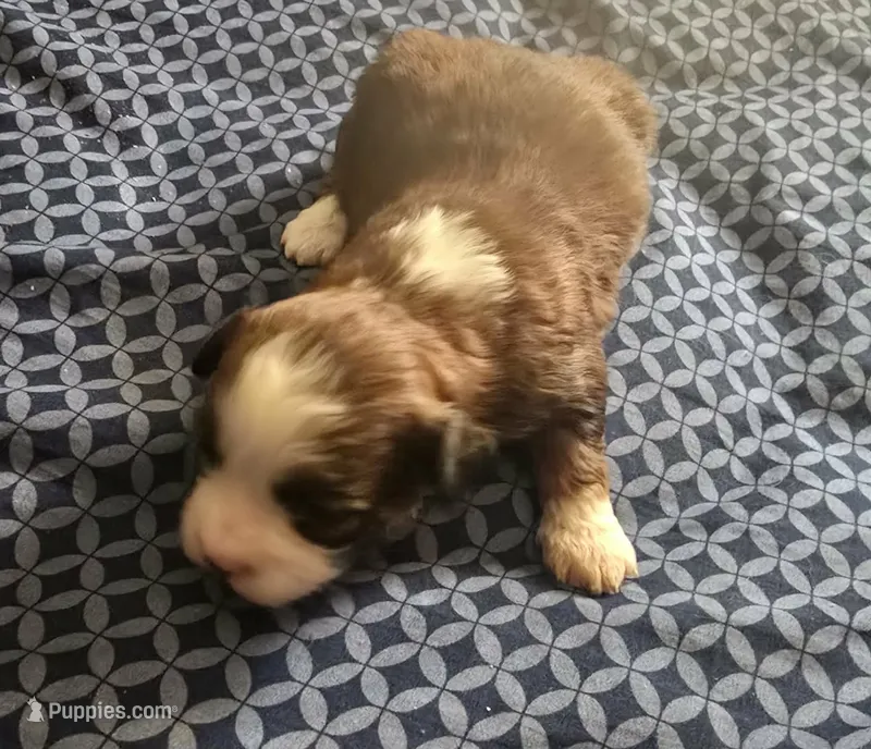 Suzie – Maltipoo puppy for sale in Burlington, MA