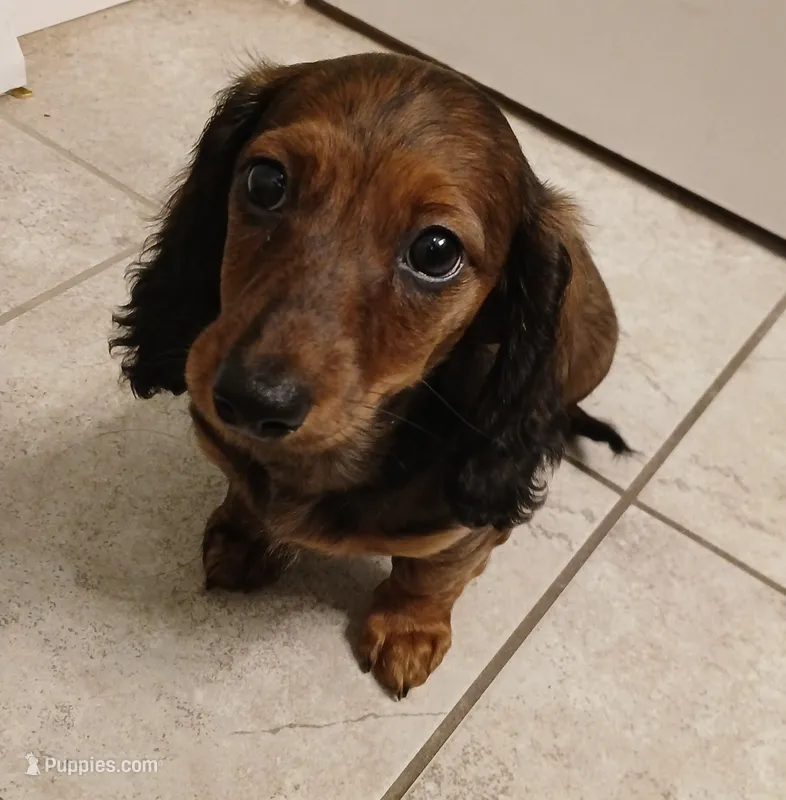 Mia – Miniature Dachshund puppy for sale in Burlington, MA