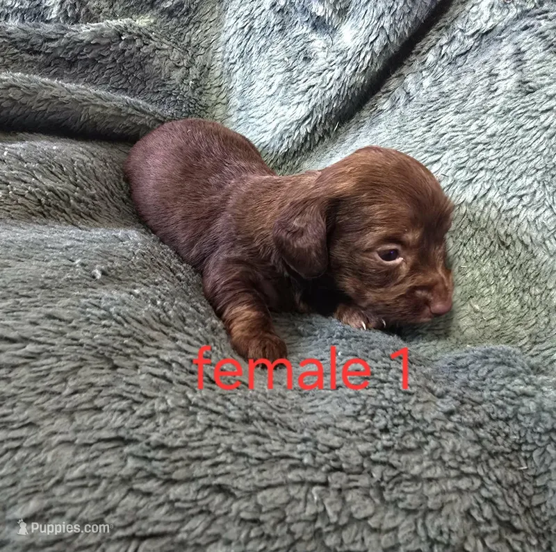Fiona – Miniature Dachshund puppy for sale in Burlington, MA
