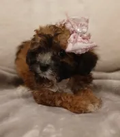 Cinnamon , a female Poodle - Miniature  and Miniature Dachshund for sale in Burlington, MA – 2 of 2