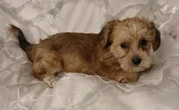 Chance, a male Yorkipoo and Miniature Dachshund for sale in Burlington, MA – 1 of 1