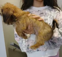 Pauly, a male Yorkipoo for sale in Burlington, MA – 3 of 3