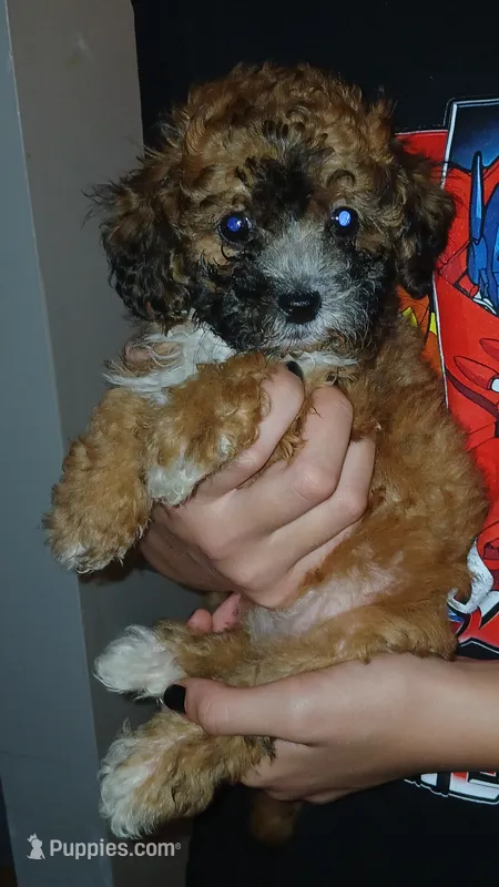 Willa – Doxiepoo puppy for sale in Burlington, MA