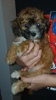Willa, a female Doxiepoo for sale in Burlington, MA – 1 of 2