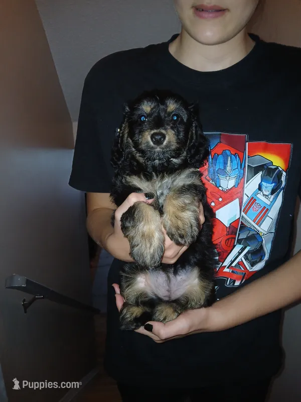Lana – Doxiepoo puppy for sale in Burlington, MA