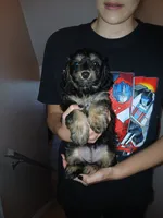 Lana, a female Doxiepoo for sale in Burlington, MA – 1 of 3