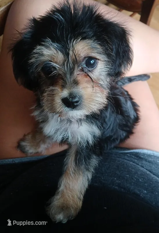 Kiki – Doxiepoo, Yorkshire Terrier puppy for sale in Burlington, MA