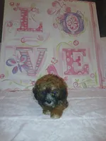 Cinnamon , a female Doxiepoo for sale in Burlington, MA – 2 of 3