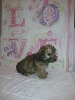 Bella , a female Doxiepoo for sale in Burlington, MA – 3 of 4
