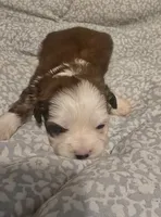 Teddy, a male Maltipoo for sale in Burlington, MA – 2 of 2