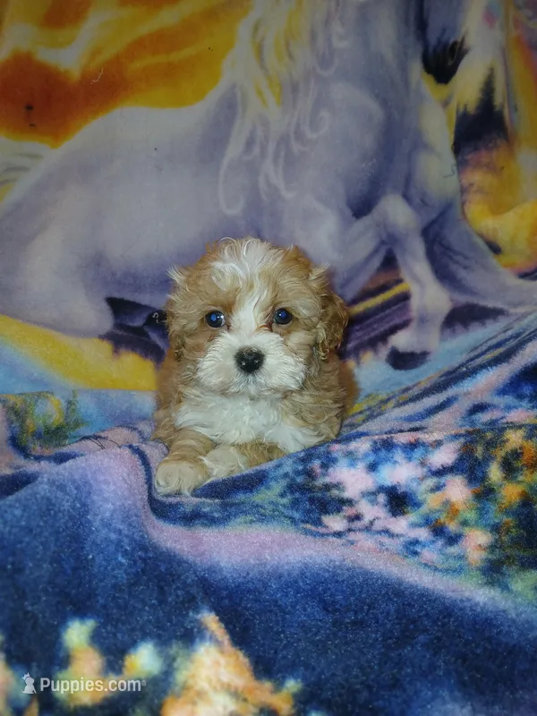 Benny, a male Maltipoo for sale in Burlington, MA – Photo 1 of 2