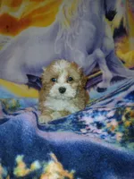 Benny, a male Maltipoo for sale in Burlington, MA – Photo 1 of 2