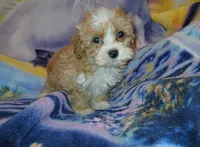 Benny, a male Maltipoo for sale in Burlington, MA – Photo 2 of 2