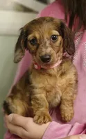 Ruby, a female Miniature Dachshund for sale in Burlington, MA – 1 of 2