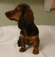 Mia, a female Miniature Dachshund for sale in Burlington, MA – 3 of 3