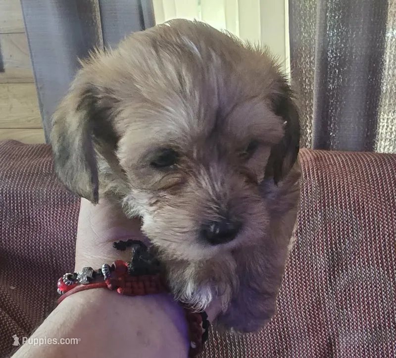 Jax – Shih Tzu, Yorkshire Terrier puppy for sale in Burlington, MA