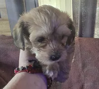 Jax, a male Shih Tzu and Yorkshire Terrier for sale in Burlington, MA – 1 of 2