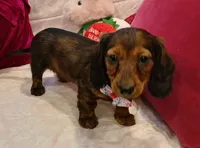 Mia , a female Miniature Dachshund for sale in Burlington, MA – 2 of 2