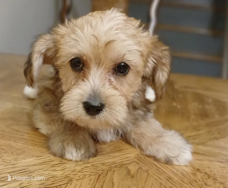 Chance – Yorkipoo, Miniature Dachshund puppy for sale in Burlington, MA