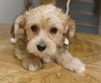Chance, a male Yorkipoo and Miniature Dachshund for sale in Burlington, MA – 1 of 3