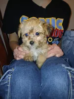 Starry, a female Yorkipoo for sale in Peabody, MA – Photo 2 of 2
