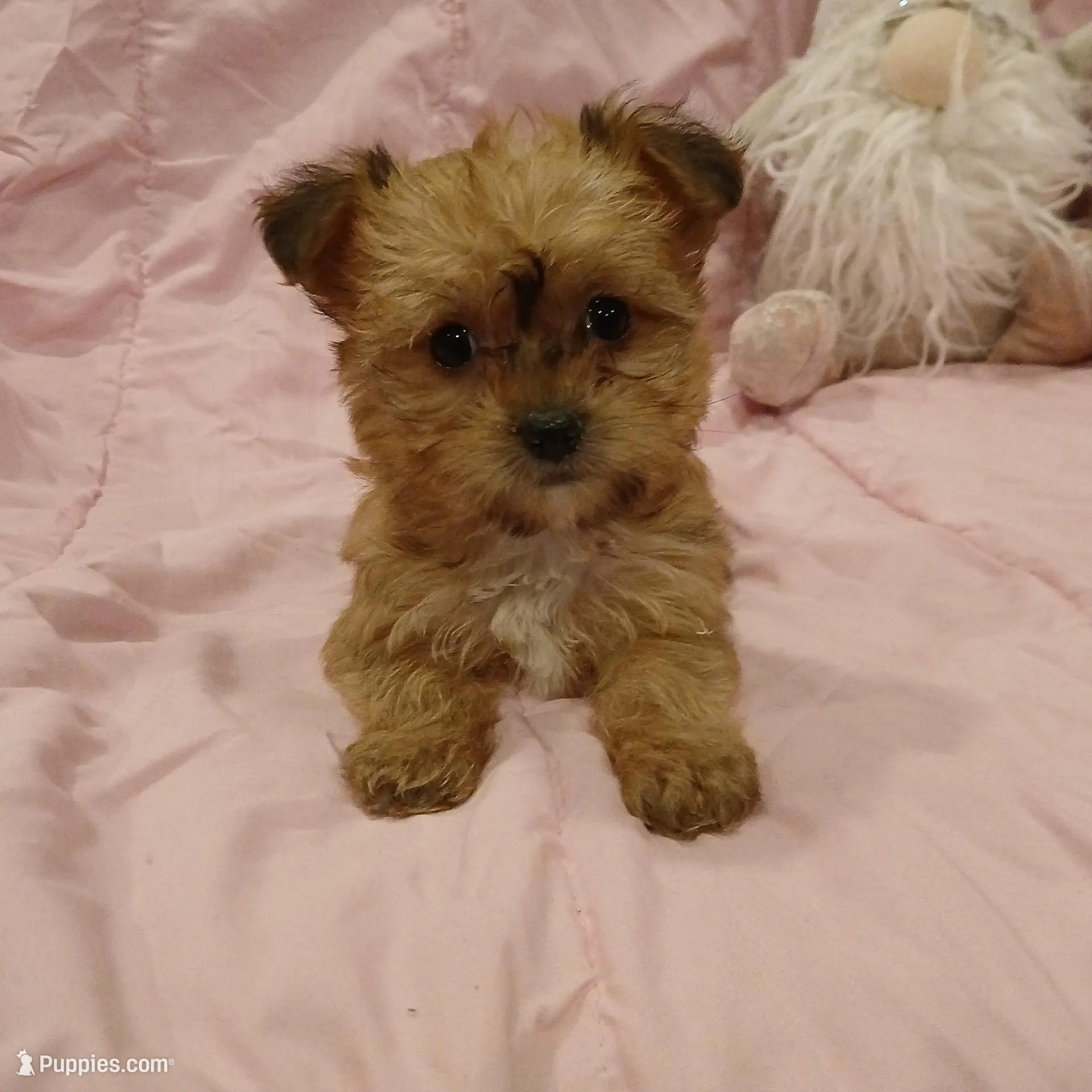 Starry – Yorkipoo puppy for sale in Peabody, MA