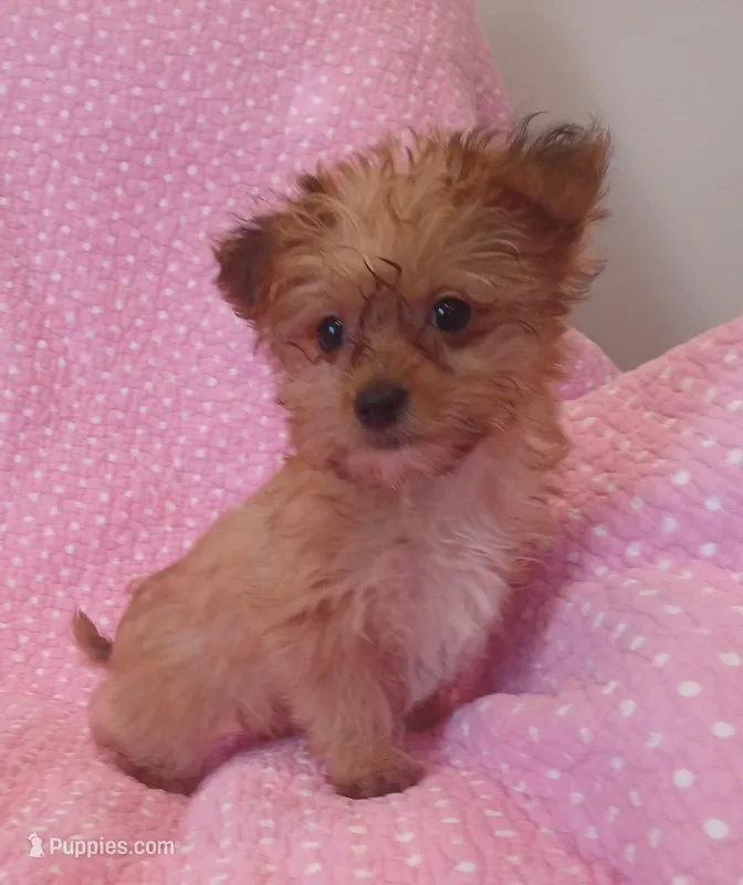 Starry – Yorkipoo puppy for sale in Peabody, MA
