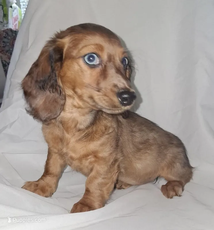 Baby – Miniature Dachshund puppy for sale in Burlington, MA