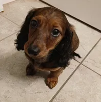Mia, a female Miniature Dachshund for sale in Burlington, MA – 1 of 2