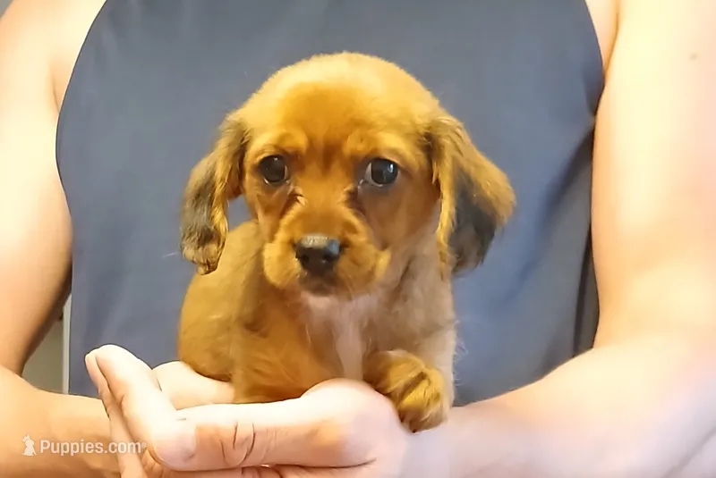 Olivia – Yorkipoo, Miniature Dachshund puppy for sale in Burlington, MA