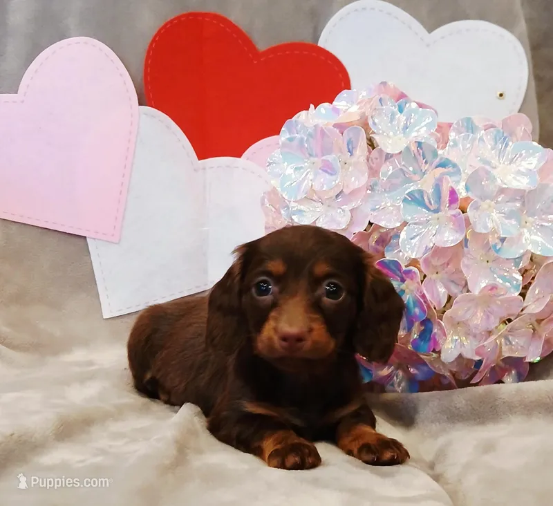 Cocoa – Miniature Dachshund puppy for sale in Burlington, MA