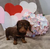 Cocoa, a female Miniature Dachshund for sale in Burlington, MA – Photo 2 of 2