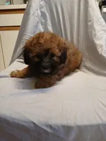 Teddy, a male Maltipoo for sale in Burlington, MA – Photo 1 of 3