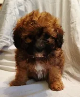 Teddy, a male Maltipoo for sale in Burlington, MA – Photo 3 of 3