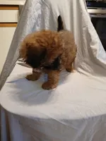 Teddy, a male Maltipoo for sale in Burlington, MA – Photo 2 of 3