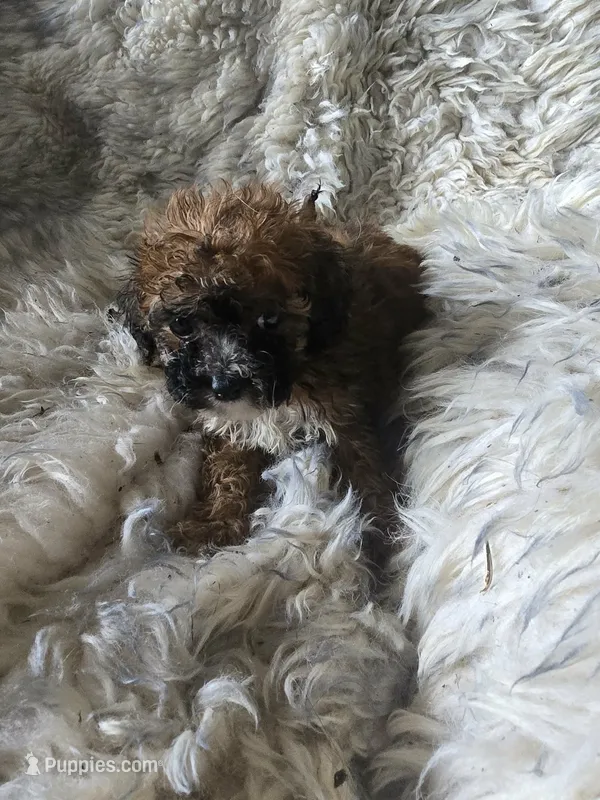 Jenny  – Bichon Frise, Doxiepoo puppy for sale in Burlington, MA