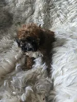 Jenny , a female Bichon Frise and Doxiepoo for sale in Burlington, MA – 1 of 1