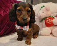 Mia, a female Miniature Dachshund for sale in Burlington, MA – 3 of 3
