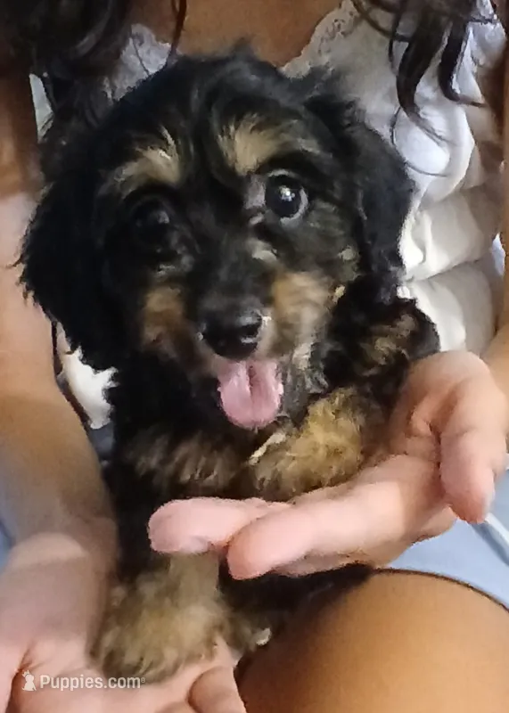 Ella  – Doxiepoo puppy for sale in Burlington, MA