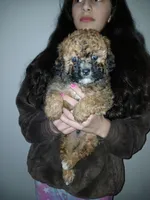 Teddy Bear, a male Maltipoo for sale in Burlington, MA – Photo 3 of 3