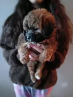 Teddy Bear, a male Maltipoo for sale in Burlington, MA – Photo 2 of 3