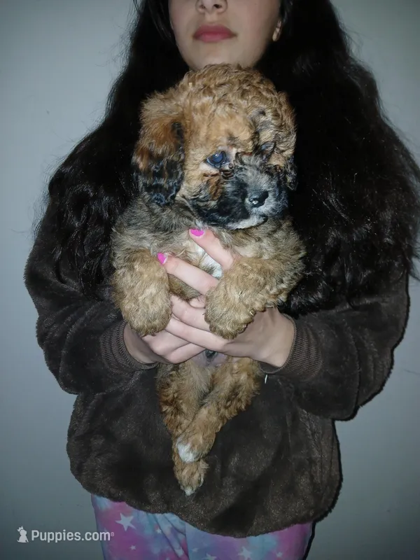 Teddy Bear, a male Maltipoo for sale in Burlington, MA – Photo 1 of 3