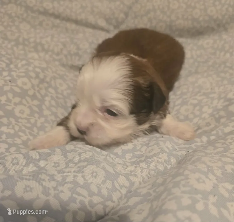 Teddy – Maltipoo puppy for sale in Burlington, MA