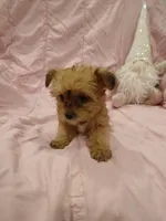 Starry, a female Yorkshire Terrier and Poodle - Miniature  for sale in Burlington, MA – Photo 2 of 3