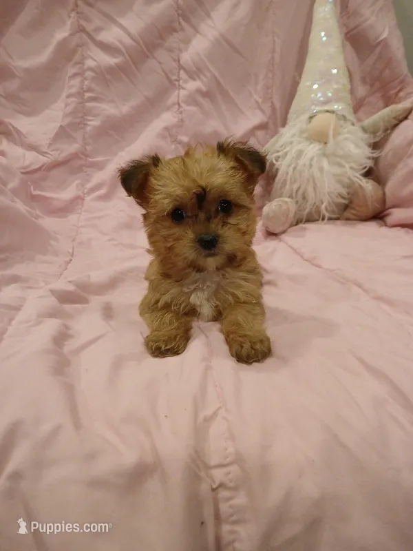 Starry – Yorkshire Terrier, Poodle - Miniature  puppy for sale in Burlington, MA
