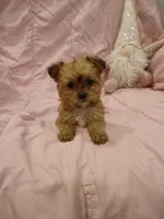 Starry, a female Yorkshire Terrier and Poodle - Miniature  for sale in Burlington, MA – Photo 1 of 3