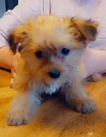 Starry, a female Yorkshire Terrier and Poodle - Miniature  for sale in Burlington, MA – Photo 3 of 3