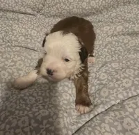 Lucky, a male Maltipoo for sale in Burlington, MA – 2 of 2