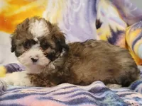 Pauly, a male Maltipoo for sale in Burlington, MA – Photo 2 of 2